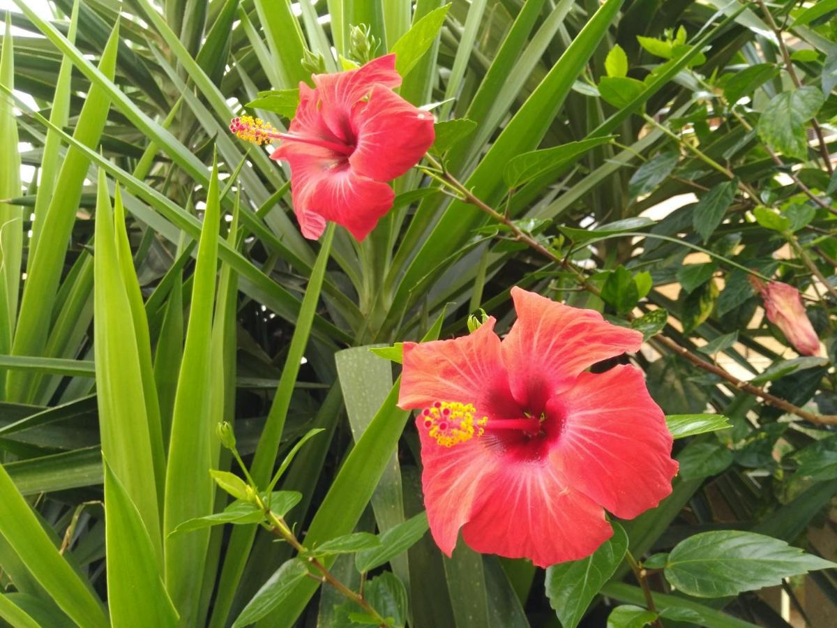 Вилла L'Hibiscus Di Lucia Альгеро Экстерьер фото